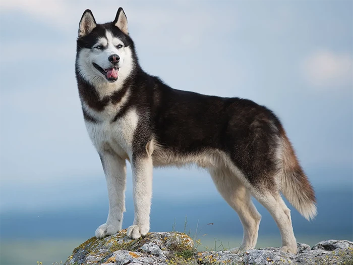 O Bir Husky, O Bir Sibirya Kurdu, O Bir Siberian Husky! | Bin Kelam
