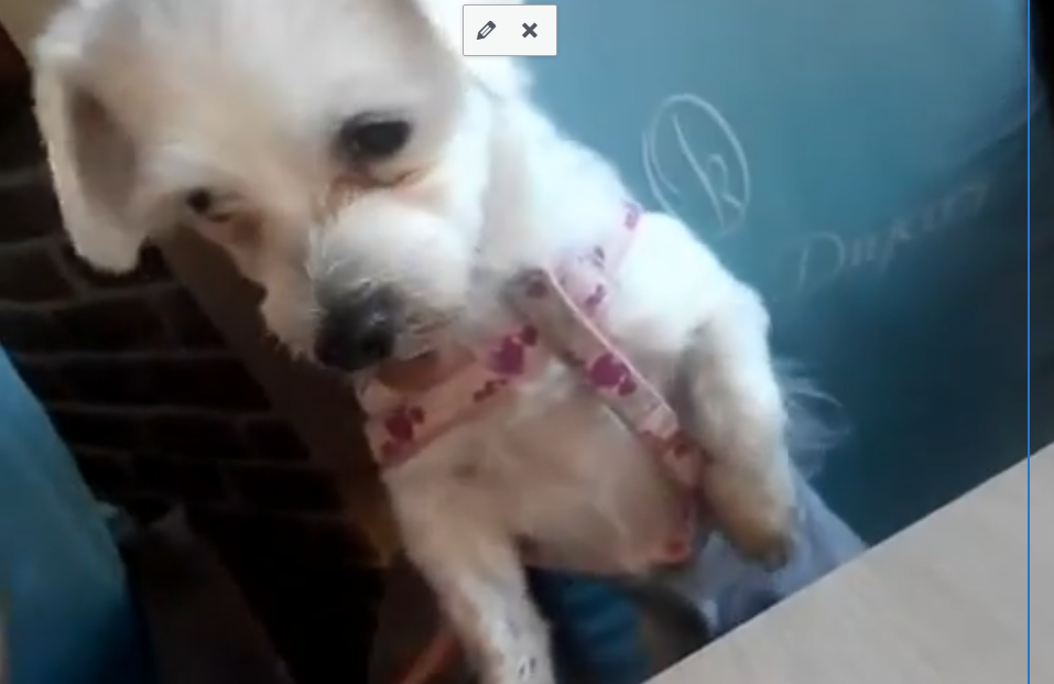 Nurşen'in Emaneten Baktığı Malta Terrier Bana Bi Havlasın! | Bin Kelam