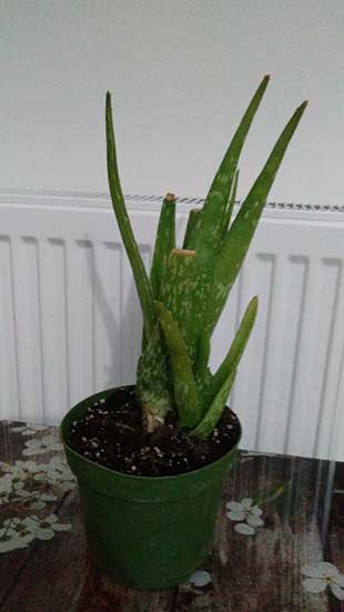 Aloe Vera: Ev Yapımı Tarifler ve Kullanım Önerileri | Bin Kelam