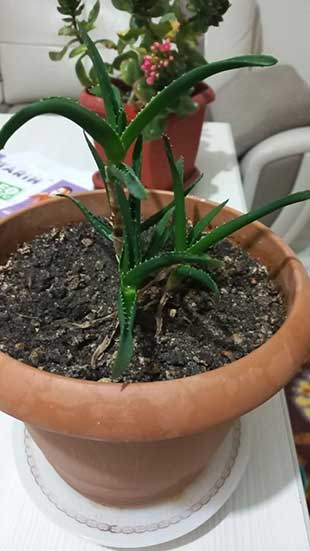 Aloe Vera: Ev Yapımı Tarifler ve Kullanım Önerileri | Bin Kelam