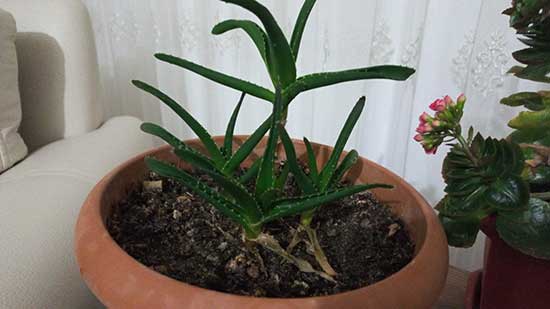 Aloe Vera: Ev Yapımı Tarifler ve Kullanım Önerileri | Bin Kelam